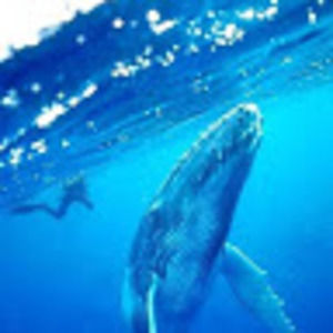 Meet your Posher, Bill